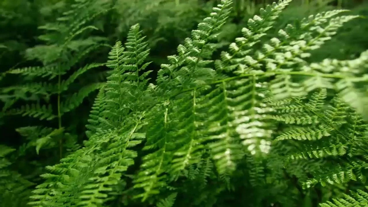 Royal Fern