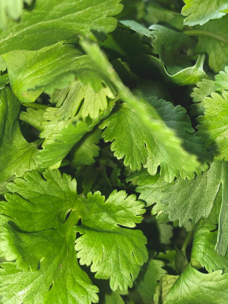 Roomdiffuser Coriander